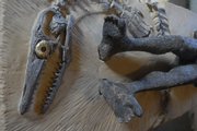 A mosasaur skeleton is seen at the feet of Jesus in the work "Resurrection" by local artist Alan Detrich, who has a studio near Overbrook.