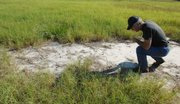 Farmer Andy McElmurray inspects a dead patch of a field he owns Oct. 15, 2007, in Hephzibah, Ga. McElmurray says the patches are from fertilizer that contained industrial sludge given to him by the city of Augusta.