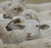 Lamb producer Debbie Yarnell of Lawrence's Homespun Hill Farm breed raises the slow-maturing Katahdin sheep, which she settled on after trying six breeds.
