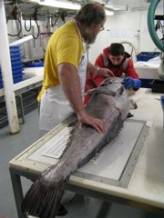 Brent Wood, National Institute of Water and Atmospheric Research fisheries scientist, left, and Stefano Schiaparelli, Italian National Antarctic Museum taxonomist, right, examine an Antarctic toothfish in Tangaroa's wet lab in Antarctic waters in this undated photo. Scientists found that some marine life doesn't come small in Antarctic waters, with giant-sized specimens surprising researchers during a survey of New Zealand's Antarctic seas that ended this week.