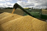Dale Rossman empties a load of corn into a truck from his combine while harvesting corn Oct. 28, 2007, on his farm in Spring Mills, Pa. How farmers choose to use their land this year is the focus of the planting report due Monday from the U.S. Department of Agriculture.