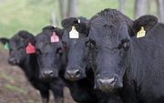 Some of cattleman John Stuedemann's herd are shown March 11 on his farm in Comer, Ga. A simulated outbreak of foot-and-mouth disease - part of a U.S. government exercise called "Crimson Sky" - ended with riots in the streets after fictional National Guardsmen were ordered to kill tens of millions of farm animals, so many that troops ran out of bullets.