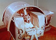 A view of Laika, Nov. 3, 1957, the female dog that Russian officials say is riding into outer space as a passenger aboard Sputnik II. Russian officials on Friday unveiled a monument to Laika, a mongrel dog whose flight to space more than 50 years ago paved the way for human space missions.