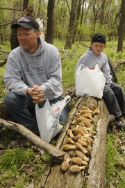Joe Thomas and his son Joseph, from St. Joseph, Mo., show off the morels they collected in an hour and a half along the Kansas River northeast of Lawrence. The Thomases spent Sunday morning hunting in an area where Joe learned from a relative how to find the tasty treat.