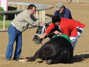 Track personnel try to hold down Eight Belles after the 134th Kentucky Derby. Eight Belles was euthanized Saturday after breaking both front ankles following a second-place finish in Louisville, Ky.