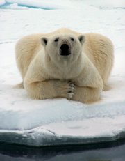 A polar bear watches a whaling crew offshore near Barrow, Alaska, in this May 2006 file photo provided by Mary Sage. Polar bears were declared a threatened species by the Interior Department on Wednesday.