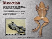 A screen shot is shown of a frog dissection image from a virtual dissection program in this handout photo provided by Digital Frog International.