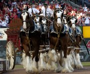 The Budweiser Clydesdales make an appearance before the start of a St. Louis Cardinals baseball game at Busch Stadium in St. Louis in this April 1, 2007, file photo. The proposed sale of Anheuser-Busch to a Belgian company has become a rallying point for lawmakers playing to the populist view that America is being sold off bit by bit.