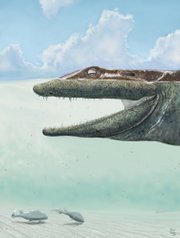 The head of a Ventastega curonica is depicted in this artist rendering provided by Philip Renne. Scientists have found the fossil skull of the most primitive four-legged critter in Earth's history, a key point in the evolution from fish to animals that eventually walked on on land. At lower left are two Bothriolepis.