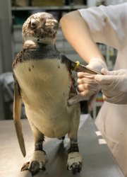 A penguin that was rescued off the coast of Rio de Janeiro state by the Brazilian Coast Guard receives treatment from a veterinarian Friday at the Niteroi Zoo in Rio de Janeiro. Officials say more than 400 baby penguins have been found dead on the state's shores over the past two months.