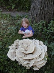 April Haight, 4, poses with a giant mushroom known as Bondarzewia berkeleyi, which is a polypore or shelf mushroom. The mushroom, in North Lawrence, weighs more than 15 pounds.