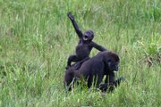 A baby gorilla shouts from atop its mother's back in the Republic of Congo on Thursday in this photo provided by the Wildlife Conservation Society. Female gorillas produce on the average one baby about every five years. A new census conducted by WCS and the government of the Republic of Congo tallied more than 125,000 western lowland gorillas in the northern part of the country. Previous estimates from the 1980s placed the entire population of western lowland gorillas, which occur in seven Central African nations, at less than 100,000.
