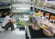 Charity DeLuca, Vice president of Research Relations at LiveFuels in San Carlos, Calif., works with different algae samples in July. Behind the scenes, the airline industry is aggressively pushing for homegrown alternatives to petroleum-based jet fuel. A coalition that includes the Federal Aviation Administration and airline, manufacturing and airport associations wants standards for a 50 percent synthetic jet fuel approved by the end of this year..