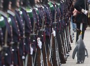 Nils Olav, an Edinburgh Zoo penguin and Colonel-in-Chief of the Norwegian King's Guard, inspects soldiers of his regiment in Edinburgh, Scotland. He received a medal and a title Friday.