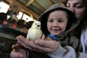 Levi Himes, 4, looks at a baby chick his mother, Melissa Himes, holds during a poultry auction at the Belleville Farmers Market & Livestock.