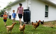 Kim Bellemere and her two sons, Andy, 3, left, and Jack, 5, round up a few chickens and a rooster Thursday at their home north of Lawrence. Bellemere is organizing a Lawrence eco-parenting group for families interested in incorporating environmentally friendly practices into their lives.