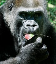 Jenny, who was a Western lowland gorilla and the world's oldest captive gorilla, celebrated her 55th birthday at the Dallas Zoo in this May 2008 file photo. Jenny has died at her home in the Dallas Zoo, a spokesman said Friday.