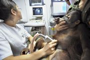 A young orangutan is checked for kidney stones Wednesday at an animal hospital in Hangzhou, in east China's Zhejiang province. A lion cub and two baby orangutans from the Hangzhou Safari Park were found to have kidney stones after zoo workers fed them Sanlu brand milk powder for more than a year. Tainted dairy products have sickened thousands of infants and killed four in China.