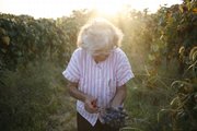 During the Missouri Photo Workshop, John Henry spent a week photographing the end of a family vineyard in St. James, Mo. Photographers at most any stage can learn something or gain inspiration from any number of workshops. The MPW's focus was documentary photography. Here, Angie Jones picks grapes in the final days of her vineyard.