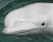 Qannik, a 6-year-old beluga whale, swims in a tank at his new home June 11, 2007, at the Point Defiance Zoo & Aquarium in Tacoma, Wash. Beluga whales in Alaska's Cook Inlet are endangered and require additional protection to survive, the government declared Friday, contradicting Alaska Gov. Sarah Palin, who has questioned whether the striking white whales are declining.