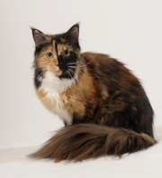 Connie Pelham's Maine Coon cat Gypsy Rose Lee is a pretty smart cat in the world of felines. Considered one of the smartest cat breeds, the breed can fetch and is on the same level intellectually as a human 2-year-old.