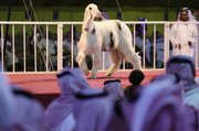 People look at a sheep during the sheep beauty pageant Thursday in Banban, Saudi Arabia, north of the capital, Riyadh. The contest mixed business and entertainment; poets sang the animals' praise in verse as the male-only audience checked out the competitors for beauty features, such as the span of their cheeks, the length of their neck and the color of the hair covering their bodies.