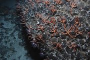 Millions of brittle stars off the coast of New Zealand are among the discoveries made by scientists compiling a marine census.