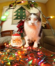 The holidays can be a wonderful celebration for families but a hazardous time for pets. A familiar environment suddenly filled with poinsettias, lights, ornaments and candy can be bad news for your furry friends.