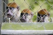 Captured monkeys eat food from a steel bin inside a cage at a ranger station used for animal control Tuesday in the Cambalache Forest in Puerto Rico. Non-native monkeys, some harboring diseases, originally brought to the island for research are increasing in numbers after having run wild for the past 30 years, threatening agriculture across the island.