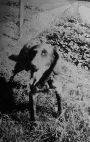 This dog, a mixed breed named Waldmann, was brought back into the United States after World War II when his owner, Lincoln Johnson, of Lawrence, hid him in a duffel bag.