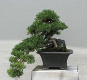This bonsai is growing at Longwood Gardens in Kennett Square, Pa. Pruning a bonsai is what makes and keeps it small, but pruning is only a small part of the art of bonsai.