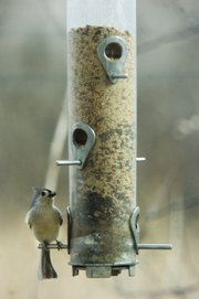 A tufted titmouse enjoys its seeds on the perch of a hanging feeder at Prairie Park Nature Center. Birds can be finicky about seeds, so be sure to read labels carefully. Birds will reject milo and wheat.