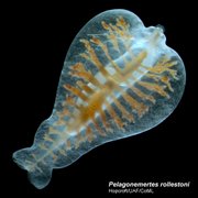 A nemertean pelagonemertes rollestoni is shown hunting for zooplankton prey that it will harpoon with a dart attached to the tongue coiled within it. A marine census has found a stunning variety of life in the polar sea regions.
