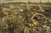 Karen McVay has a self-sufficient lifestyle on her simple 15-acre farm outside of Pomona. The remains of her garden still has some marigold plants (left) and broccoli plants.