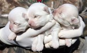 These puppies were among more than 100 injured and malnourished dogs rescued from a puppy mill in Winston, Mo., last week. Missouri is the “puppy mill” capital of America, home to more than 4,000 shoddy and inhumane dog-breeding businesses, by one estimate. But now the state is trying to clean up its reputation.