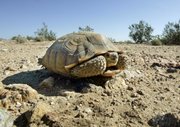 In this Sept. 3, 2008, file photo, an endangered desert tortoise sits in the middle of a road in the proposed location of three BrightSource Energy solar-energy generation complexes in the eastern Mojave Desert several miles from an old mining and railroad townsite called Ivanpah, Calif. Rising interest in the desert’s potential for the generation of solar energy is threatening environmental efforts to protect the tiny pupfish and desert tortoise by siphoning off water, a precious regional resource. Water is used as a cooling agent in many types of solar plants.