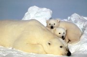 This undated file photo released by the U.S. Fish and Wildlife Service shows a sow polar bear resting with her cubs on the pack ice in the Beaufort Sea in northern Alaska. The Interior Department is letting stand a Bush administration regulation that limits protection of polar bears from global warming.