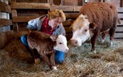 Rancher Ali Petersen, of Tekamah, Neb., helps a mini-Hereford calf take its first step eight hours after it was born.