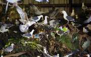 Gulls feed on food scraps collected from San Francisco restaurants and residences at Norcal Waste in Brisbane, Calif., in this March 31 photo. A new ordinance, expected to take effect this fall, requires San Francisco residents to keep food scraps and other compostable materials out of their regular trash along with regular recyclables such as paper and glass to reduce waste sent to landfills.
