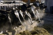 A line of Holstein dairy cows feed through a fence March 11 at a farm outside Jerome, Idaho One contributor to global warming — bigger than coal mines, landfills and sewage treatment plants — is being left out of efforts by the Obama administration and House Democrats to limit greenhouse gas emissions: Cow burps.