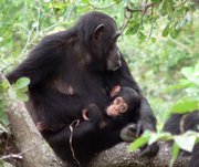 Chimp 099 is shown with her daughter in Gombe National Park, Tanzania, in this March 7, 2006, handout photo provided by Nature magazine. Ch-099, first sampled in 2003, was infected with SIVcpz from the onset of the study. She died in November 2006 from complications of a spinal cord injury. Her body, recovered shortly after her death, was one of three bodies of SIVcpz-infected chimpanzees that were subject to post-mortem analysis.