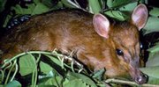 This miniature muntjac, or Muntiacus putaoensis, seen in northern Myanmar, is the world’s oldest and smallest deer species. Below is a flying frog, or Rhacophorus suffry, in Assam, India.