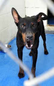 One of the dogs captured after the weekend mauling is now in the Madison Oglethorpe Animal Shelter in Danielsville, Ga.