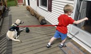 Kaleb Drew, 6, is held in check by his autism service dog, Chewey, as he tries to leave after he was told to wait on the deck at his home after attending a half day of school in Villa Grove, Ill. Some schools balk at allowing autistic children to bring service dogs to class. Kaleb’s family won a judge’s order in late July allowing the dog to come to class until a trial, set to start Nov. 10. That means when Kaleb starts his first full day of first grade on Monday, Chewey will be by his side.