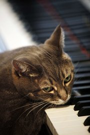 Nora, a piano-playing cat owned by Betsy Alexander, rests her head as she depresses piano keys Thursday at her home in Philadelphia.