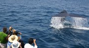 This photo provided by Capt. Dave’s Dolphin & Whale Safari shows passengers taking photos of a submerging whale.