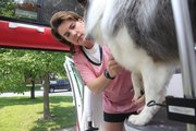 Barbara Szefc owns a different kind of service vehicle, one that you might say is “going to the dogs.” Her business, Happy, Handsome Hounds, is an onsite dog-grooming service in Lawrence.