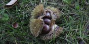 Ripened chestnuts have dropped to the ground at Chestnut Charlie’s north of Lawrence. This year’s crop appears to be a “pretty good” one, orchard owner Charlie NovoGradac says.