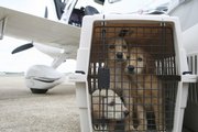 Crated puppies await a flight from Montgomery, Ala., to Tampa, Fla., Sept. 3. Pilots N Paws flew the dogs from a shelter to a rescue group, saving them from euthanasia.