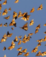 This undated handout photo provided by the journal Science shows migrating monarch butterflies. How do Monarch butterflies find their way to Mexico every fall? Turns out they orient to light using their antennas. How do we know? Researchers painted butterfly antennas black, and the insects got lost.